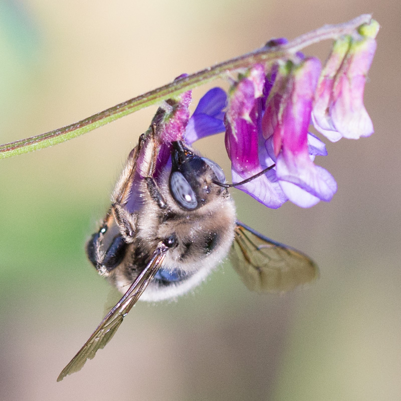 Xylocopa cantabrita male hijacking the Vicia sp.